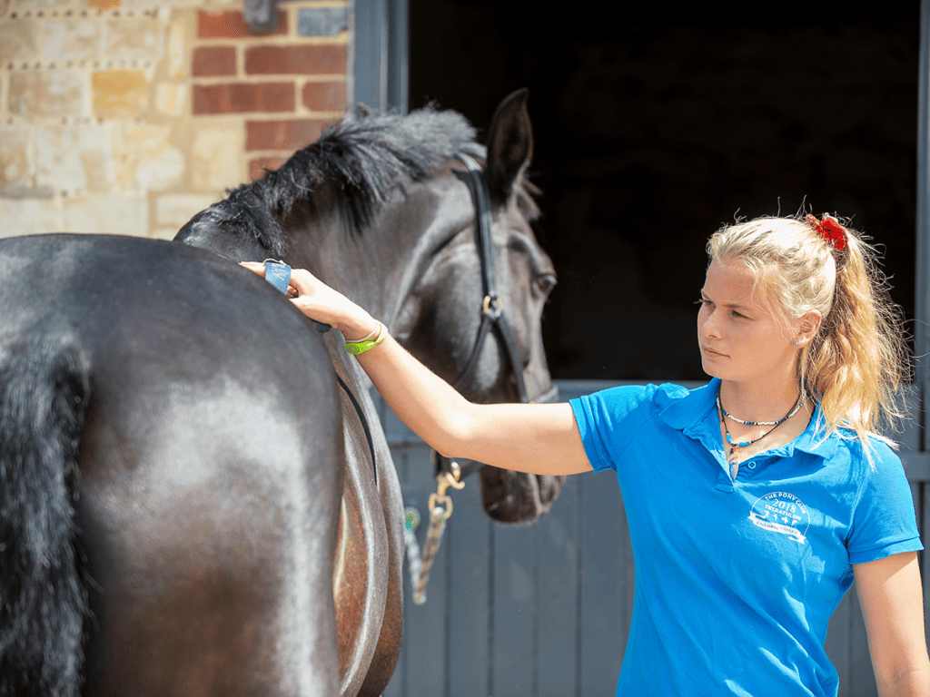 Groomer brushing a dark horse outside a stable