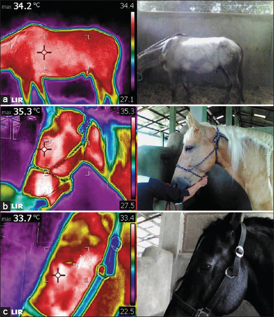 Thermal and visible-light views of a horse's body, head and eye