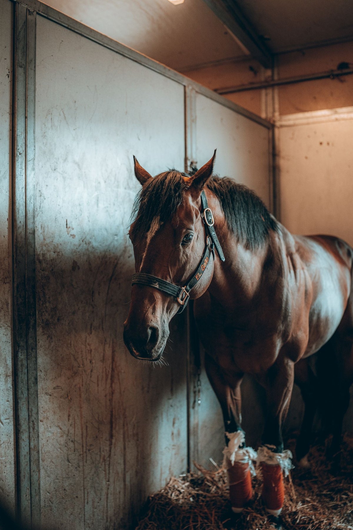 Real brown horse standing in a stable box