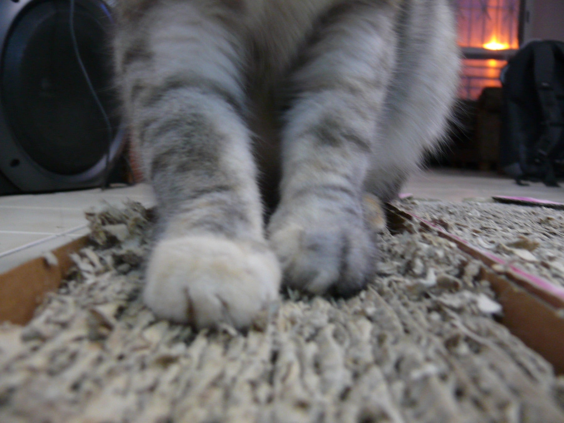 Cat pressing its front paws into a worn horizontal corrugated cardboard scratch pad