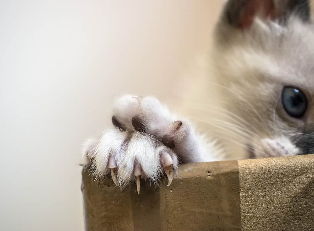 Kitten gripping cardboard with several front claws extended