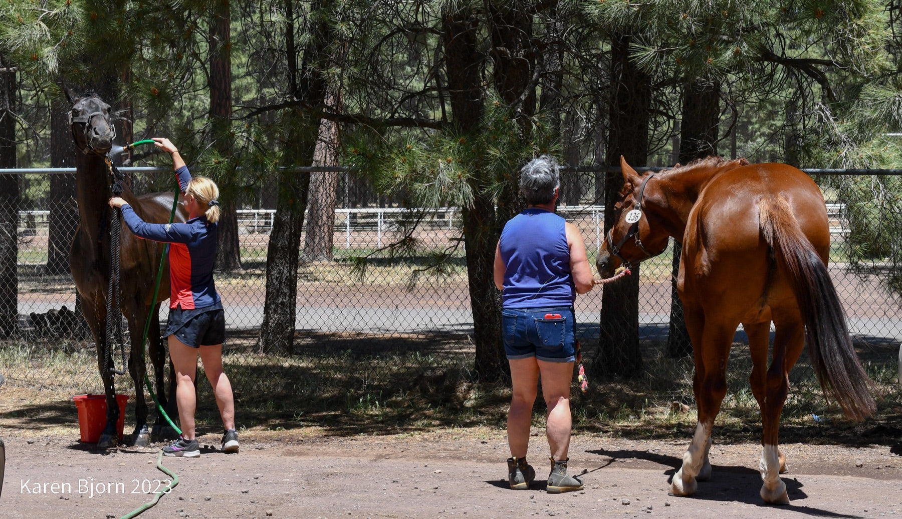 Two horses being cooled and monitored in shade after competition