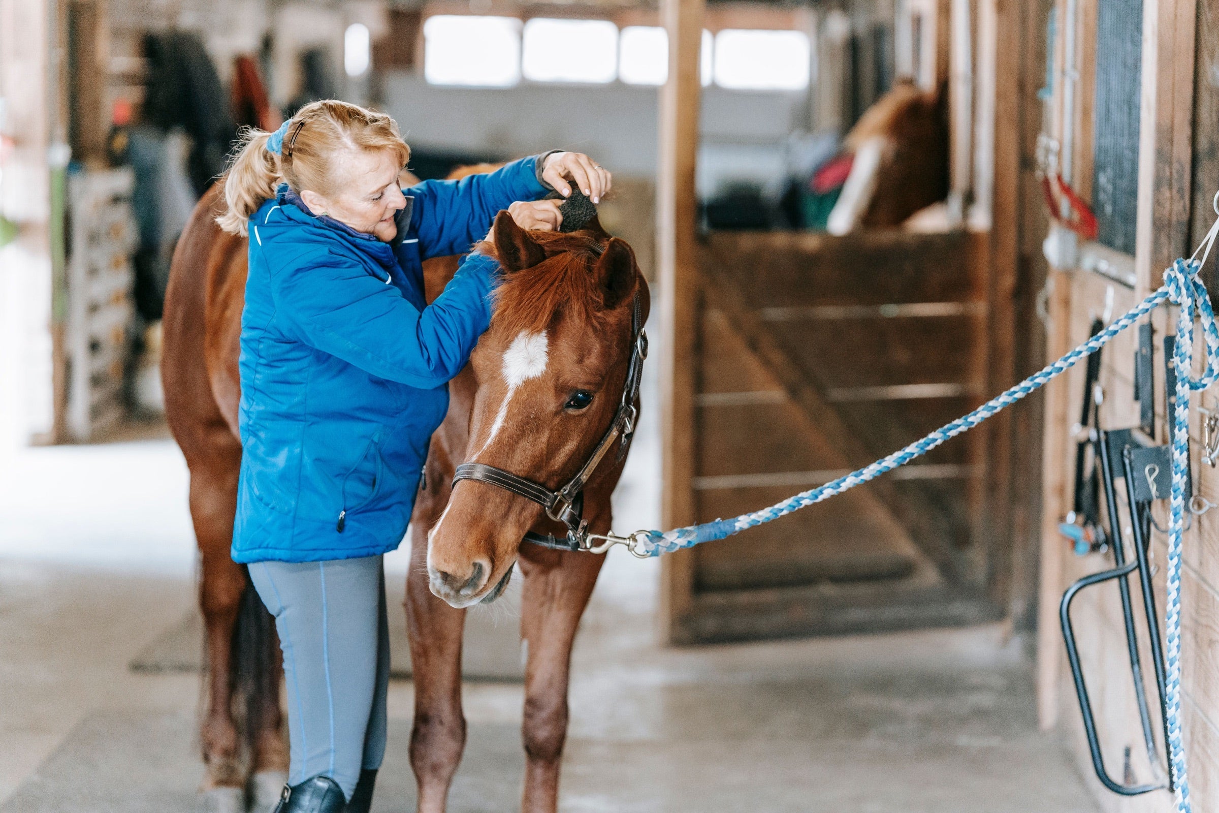 Woman using a real grooming tool on a chestnut horse in a stable
