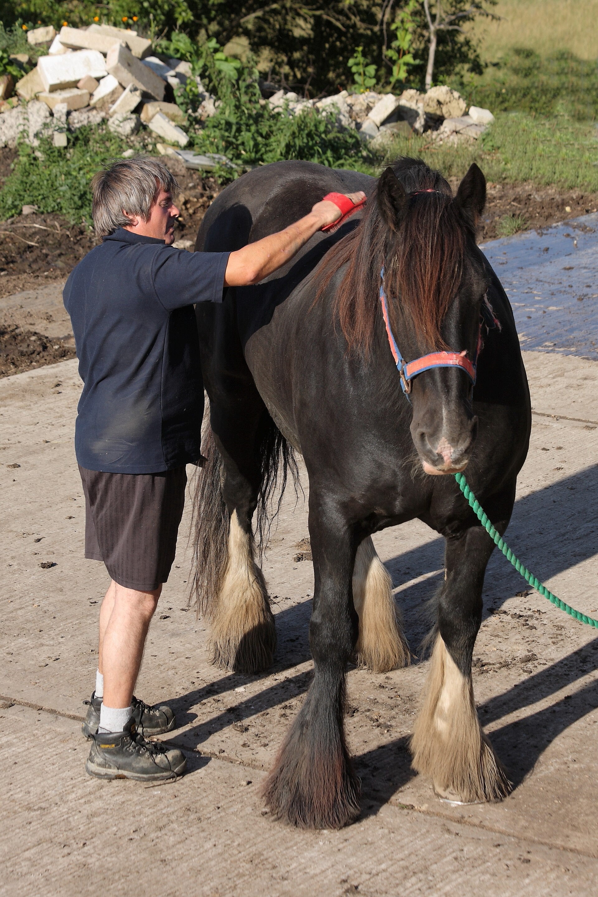 Person brushing the back of a calm black Shire horse outdoors
