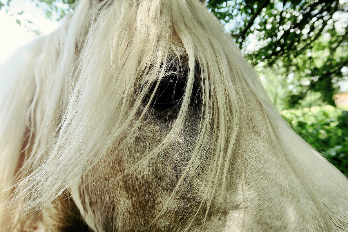 Close real view of a grey horse's eye, forelock and tousled mane strands
