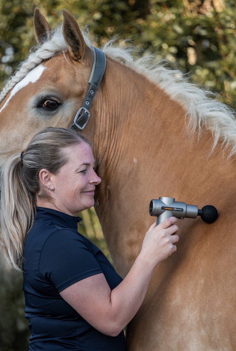 Handler applying a single-head massage gun to a horse's shoulder