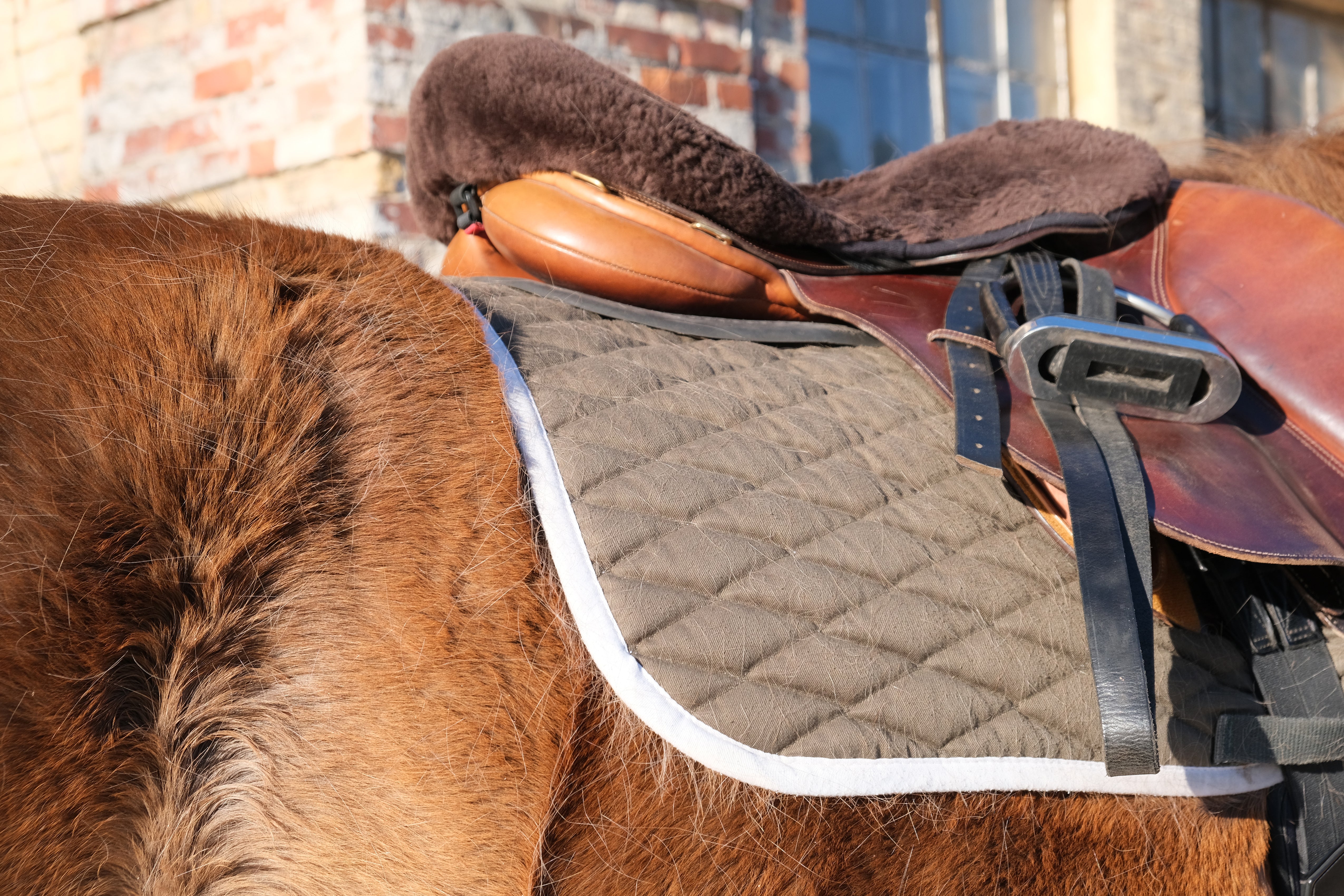 Real brown Finnhorse shedding pale winter hairs beside a saddle and saddle pad