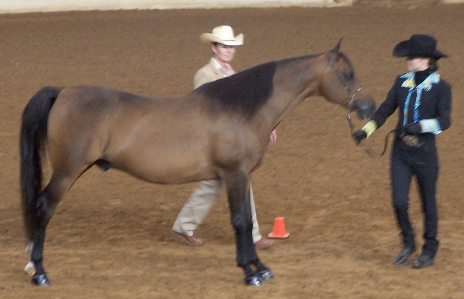 Horse and handler waiting in an indoor showmanship class