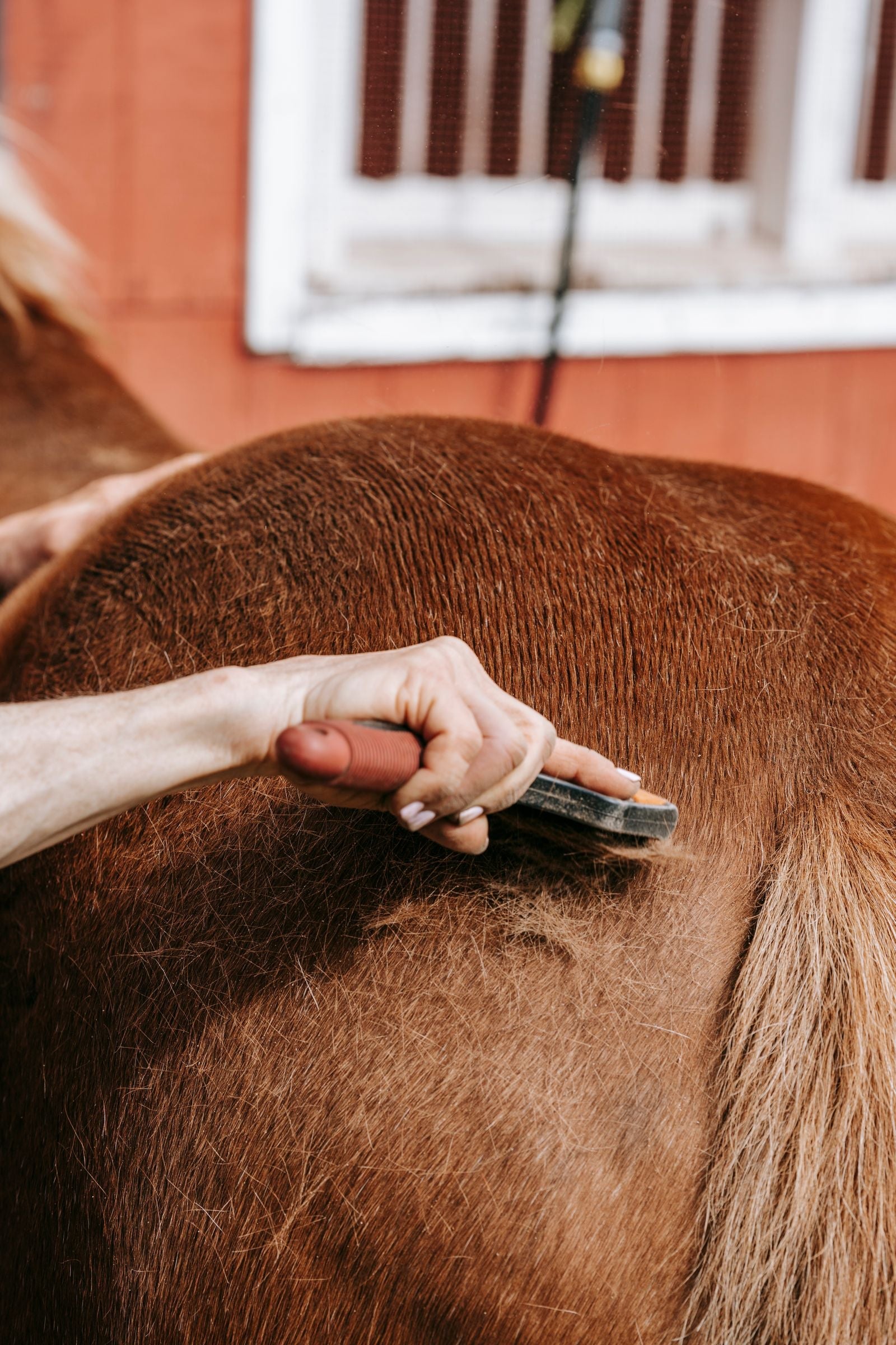 Hand using a grooming brush on a chestnut horse