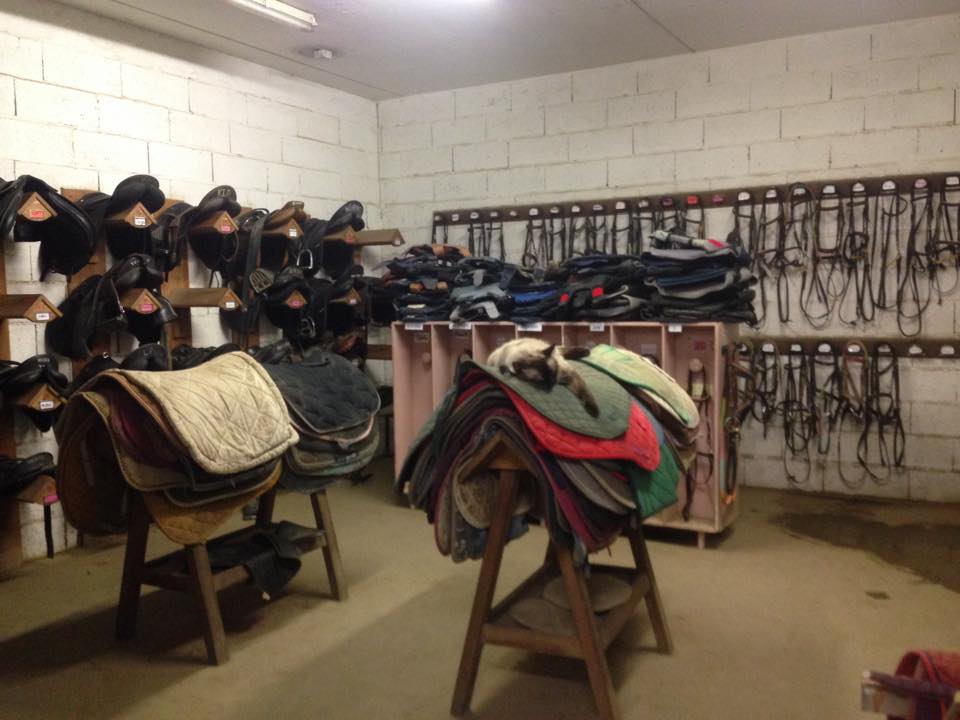 Working tack room with saddles, bridles, pads, storage cubbies and a cat resting on the gear