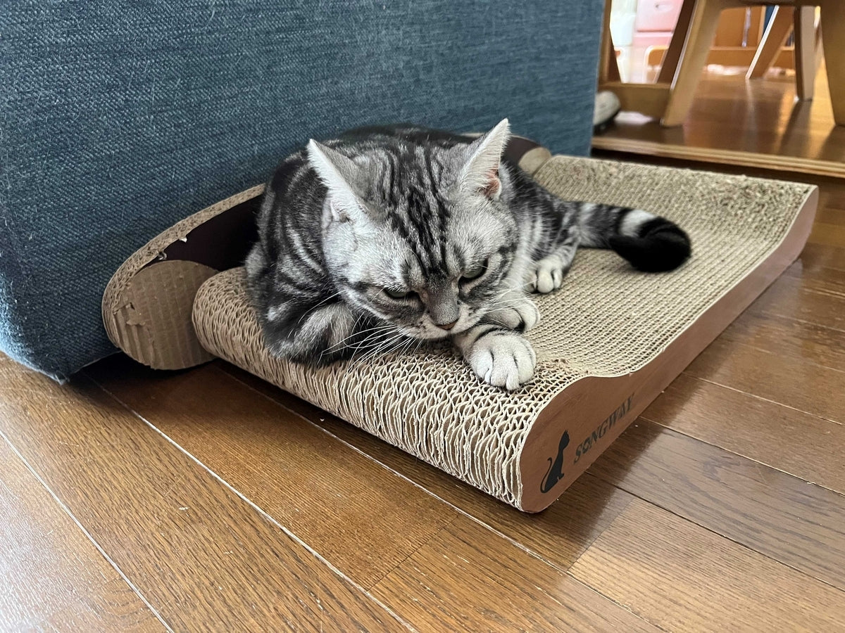 Silver tabby resting on a heavily used corrugated cardboard cat scratcher with worn edges