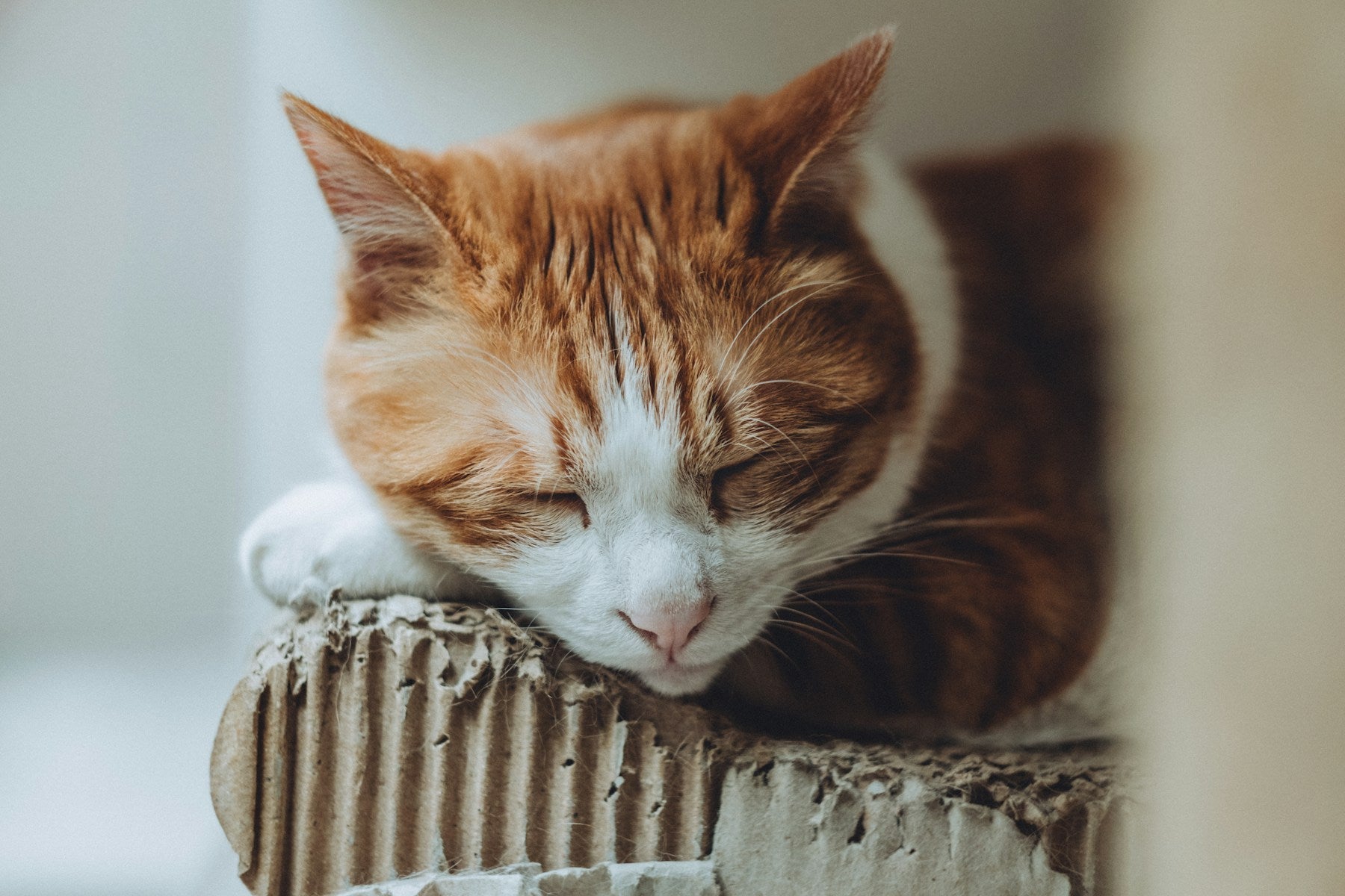 Orange-and-white cat asleep on a visibly scratched corrugated cardboard lounger