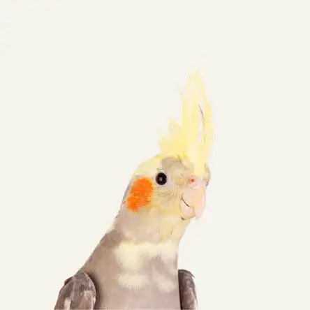 Bird - Amouu