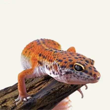 Turtle & Reptile - Amouu