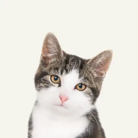 Cat - Amouu