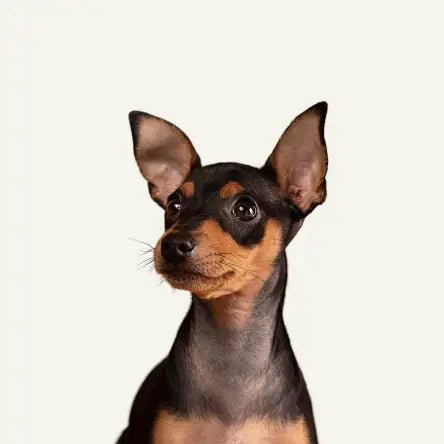 Dog - Amouu