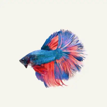 Fish - Amouu