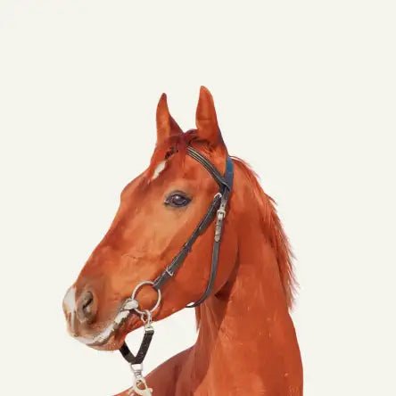 Horse - Amouu