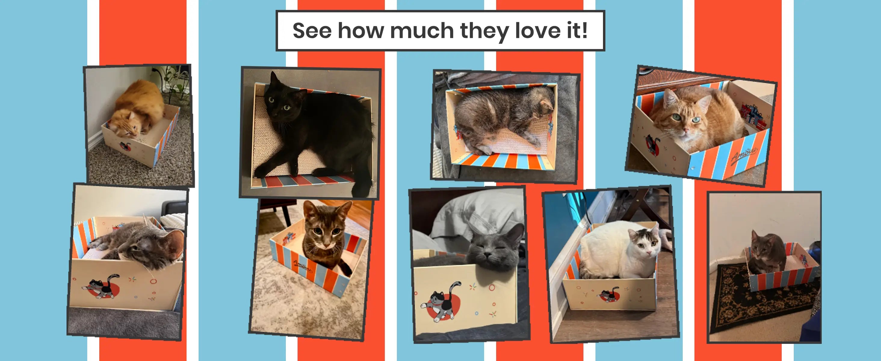 Collage of cats in various boxes with text 'See how much they love it!' on a striped background.