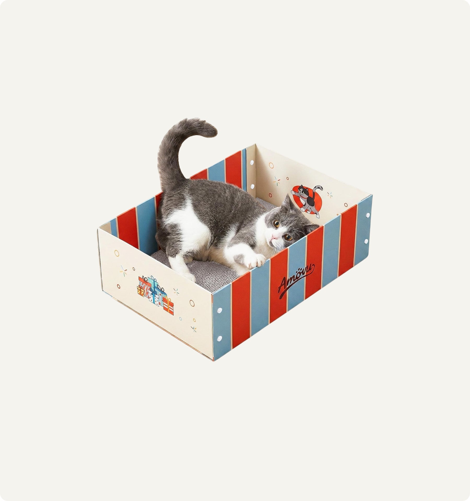 Cat lying in a striped cardboard box on a white background
