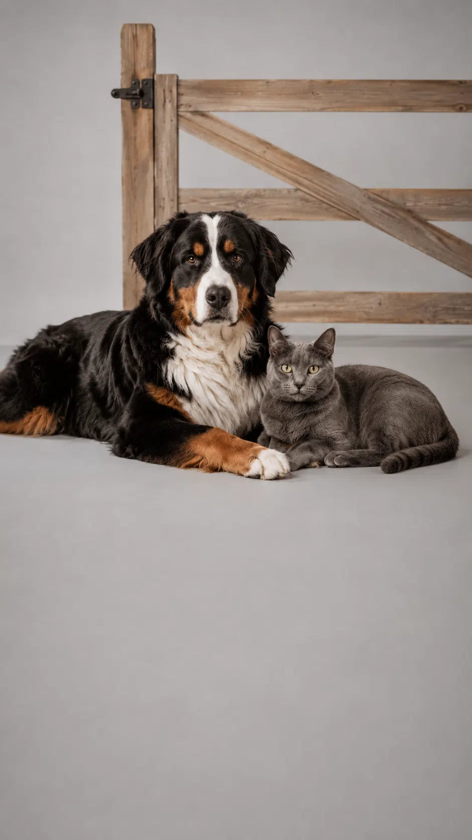 Dog and cat lying on a gray floor with a wooden gate in the background