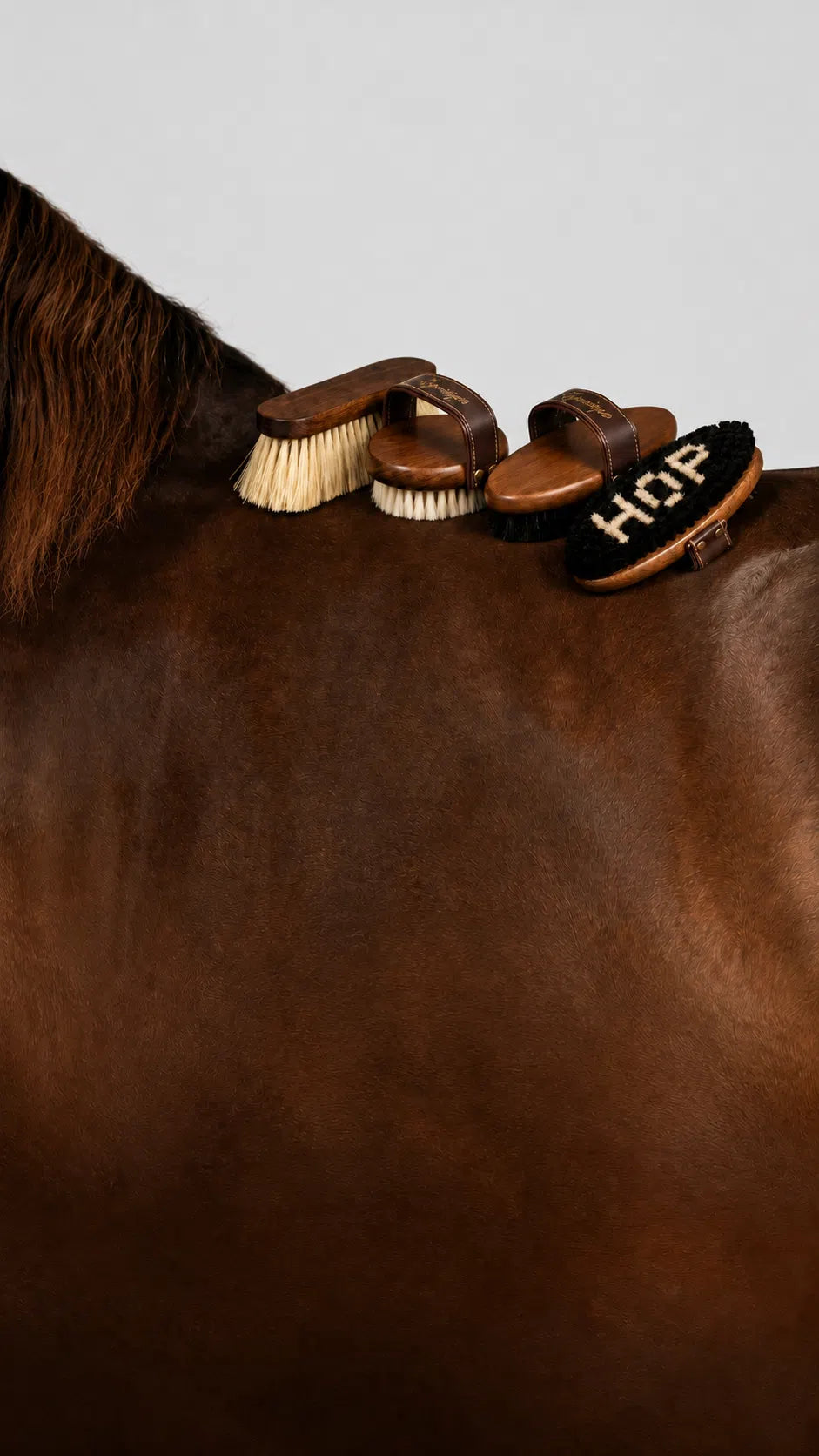 Horse grooming tools on a horse's back with a neutral background