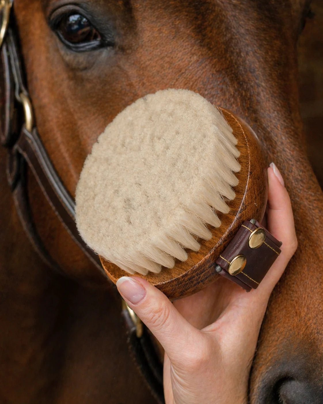 Hand holding a horse brush near a brown horse's face