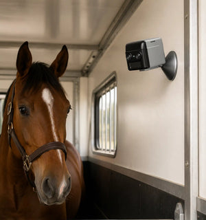 Horse inside a trailer with a camera mounted on the wall.